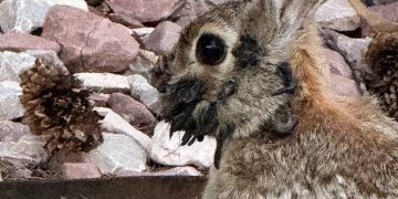 Preocupación por la aparición de conejos con extraños tentáculos en la cabeza