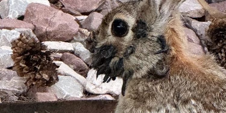 Preocupación por la aparición de conejos con extraños tentáculos en la cabeza