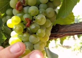 San Juan lanza la campaña contra la polilla de la vid con fondos propios