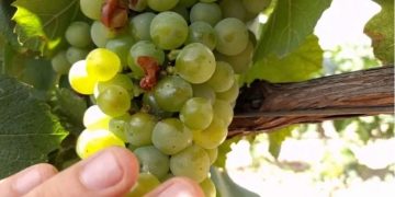 San Juan lanza la campaña contra la polilla de la vid con fondos propios