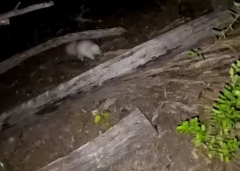 Avistan en San Juan un raro zorrino albino, único en su tipo en el país