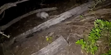 Avistan en San Juan un raro zorrino albino, único en su tipo en el país