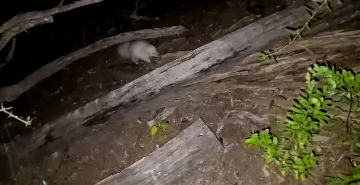 Avistan en San Juan un raro zorrino albino, único en su tipo en el país