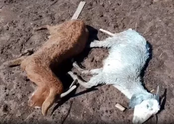 El temporal de Santa Rosa arrasó con la producción caprina de un puestero