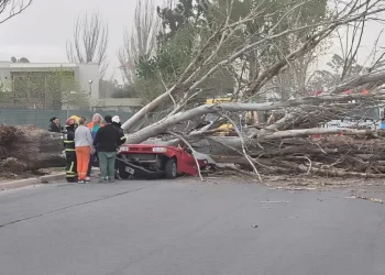 Una mujer murió aplastada por un árbol que cayó sobre su auto