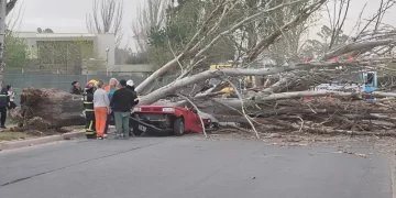 Una mujer murió aplastada por un árbol que cayó sobre su auto