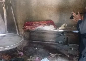 Horror: vendían carne de caballo como si fuera de vaca