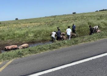 Un camión que transportaba cerdos volcó y los vecinos se robaron a los animales