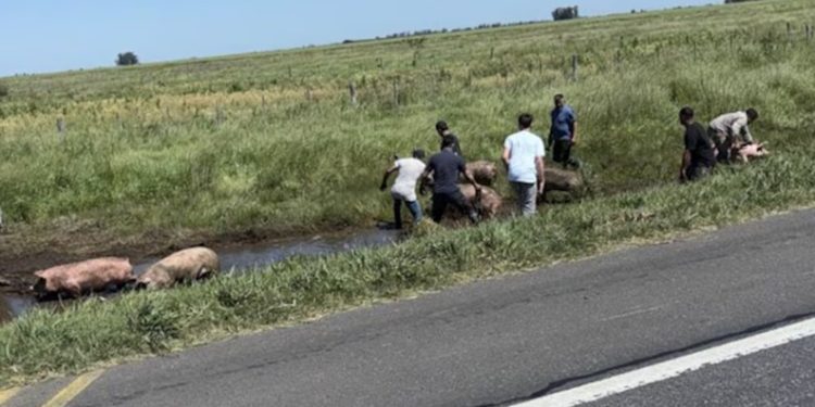 Un camión que transportaba cerdos volcó y los vecinos se robaron a los animales