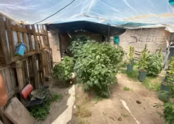 Detienen a un hombre buscado por un ataque y le descubren una plantación de marihuana
