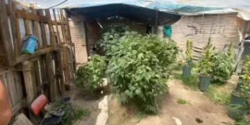 Detienen a un hombre buscado por un ataque y le descubren una plantación de marihuana