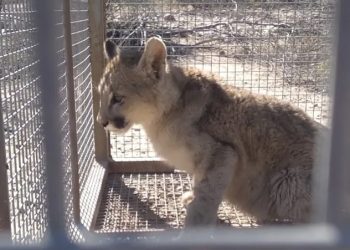 Rescatan a un cachorro de puma en Zonda tras varios días de operativo