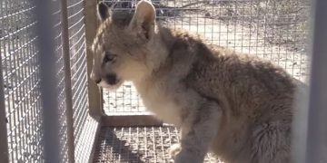 Rescatan a un cachorro de puma en Zonda tras varios días de operativo