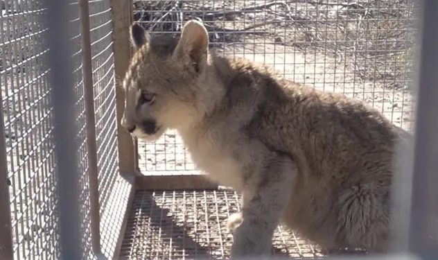 Rescatan a un cachorro de puma en Zonda tras varios días de operativo