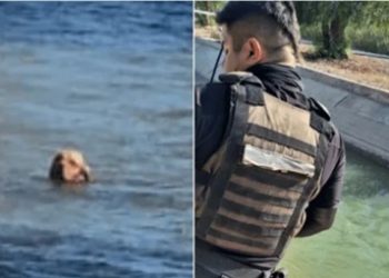 Crueldad en San Martín: arrojaron a un perro atado a un canal y la policía lo salvó