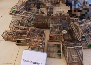 Cayó banda por tráfico de fauna: rescataron 55 aves silvestres, jaulas y elementos de caza
