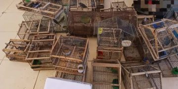 Cayó banda por tráfico de fauna: rescataron 55 aves silvestres, jaulas y elementos de caza