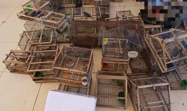 Cayó banda por tráfico de fauna: rescataron 55 aves silvestres, jaulas y elementos de caza