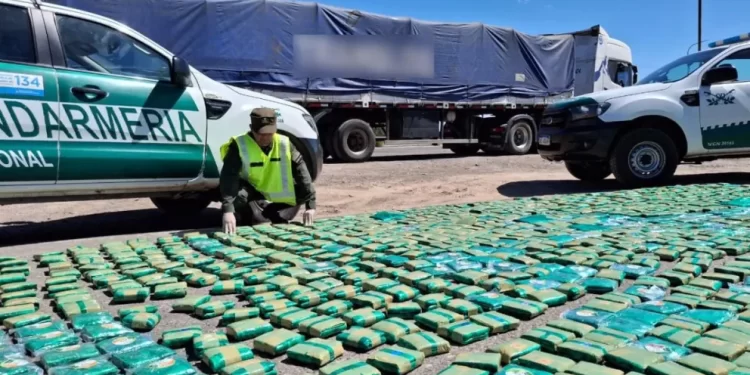 Incautan más de 306 kilos de hojas de coca Caucete