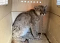 Rescataron a un puma juvenil que había sido acorralado por perros