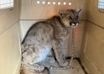 Rescataron a un puma juvenil que había sido acorralado por perros