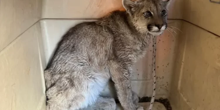 Rescataron a un puma juvenil que había sido acorralado por perros