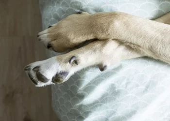 Investigan a un hombre por abusar de su animal