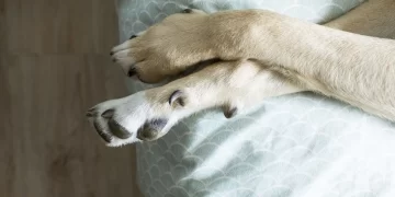 Investigan a un hombre por abusar de su animal