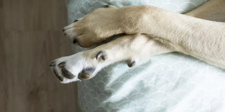 Investigan a un hombre por abusar de su animal