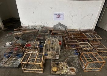 Operativo en San Juan: rescataron 110 aves silvestres y detuvieron a tres personas