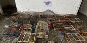Operativo en San Juan: rescataron 110 aves silvestres y detuvieron a tres personas