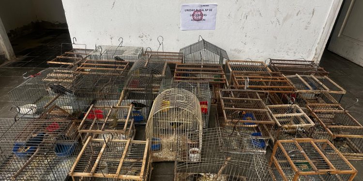 Operativo en San Juan: rescataron 110 aves silvestres y detuvieron a tres personas
