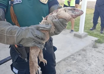 Capturaron un lagarto colorado en el patio de una vivienda