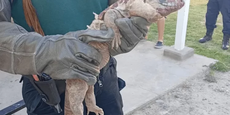 Capturaron un lagarto colorado en el patio de una vivienda