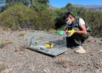 Ambiente liberó aves silvestres recuperadas en operativos contra la tenencia ilegal