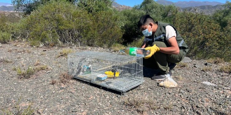 Ambiente liberó aves silvestres recuperadas en operativos contra la tenencia ilegal