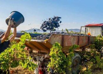 Anunciaron un plan de $11.000 millones para financiar la cosecha y elaboración de sectores agroindustriales