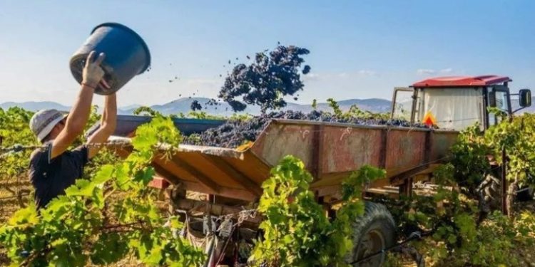 Anunciaron un plan de $11.000 millones para financiar la cosecha y elaboración de sectores agroindustriales