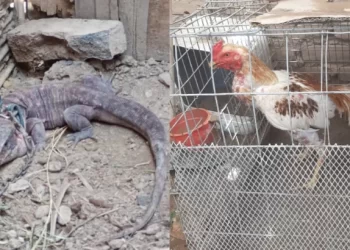 Secuestran aves y gallos de riña en operativos en Caucete y Albardón