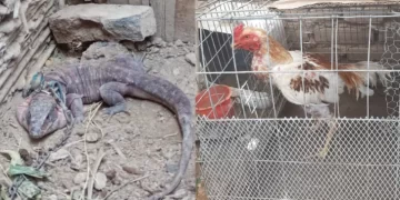 Secuestran aves y gallos de riña en operativos en Caucete y Albardón