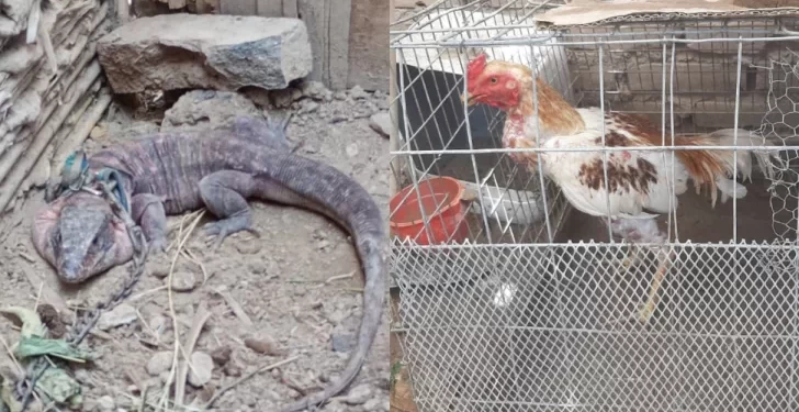 Secuestran aves y gallos de riña en operativos en Caucete y Albardón