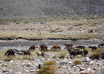Chile aprobó fondos para que ganaderos crucen a San Juan y pastoreen en Calingasta