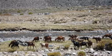 Chile aprobó fondos para que ganaderos crucen a San Juan y pastoreen en Calingasta