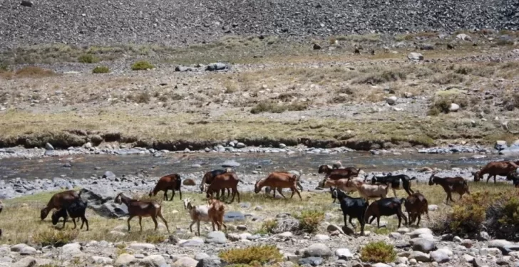 Chile aprobó fondos para que ganaderos crucen a San Juan y pastoreen en Calingasta