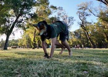 Hombre se identifica como un zorro