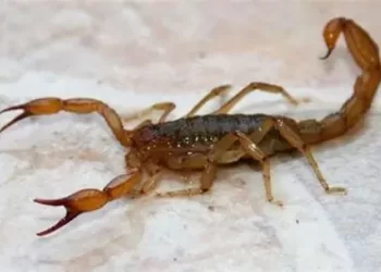 Una nena de 11 años fue picada por un alacrán y debió ser hospitalizada