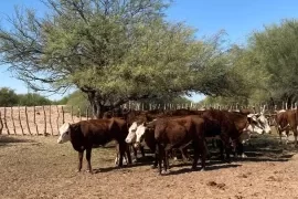 Interceptan camión con ganado y detectan fallas en marcas a fuego