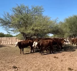 Interceptan camión con ganado y detectan fallas en marcas a fuego