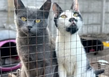 Una mujer envenenó a sus 28 mascotas y luego se quitó la vida