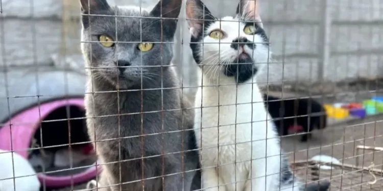 Una mujer envenenó a sus 28 mascotas y luego se quitó la vida